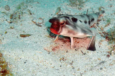 The red-lipped batfish in the Galapagos