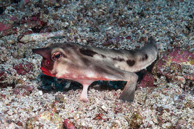 The Galapagos batfish on the ocean floor