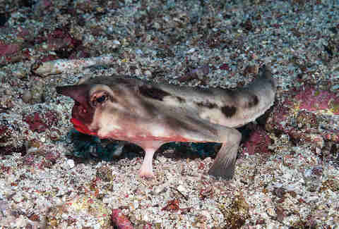 Rear Bat Fish The Red-Lipped Batfish Always Looks Like He's Wearing Lipstick - The Dodo
