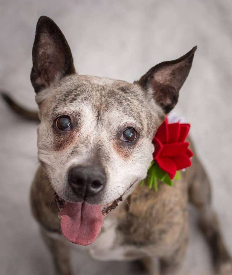 dog senior cancer rescue new york