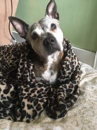 dog cancer rescue new york