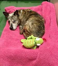 senior dog abandoned cancer adoption