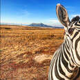 Rescued Zebra Is The Best Babysitter