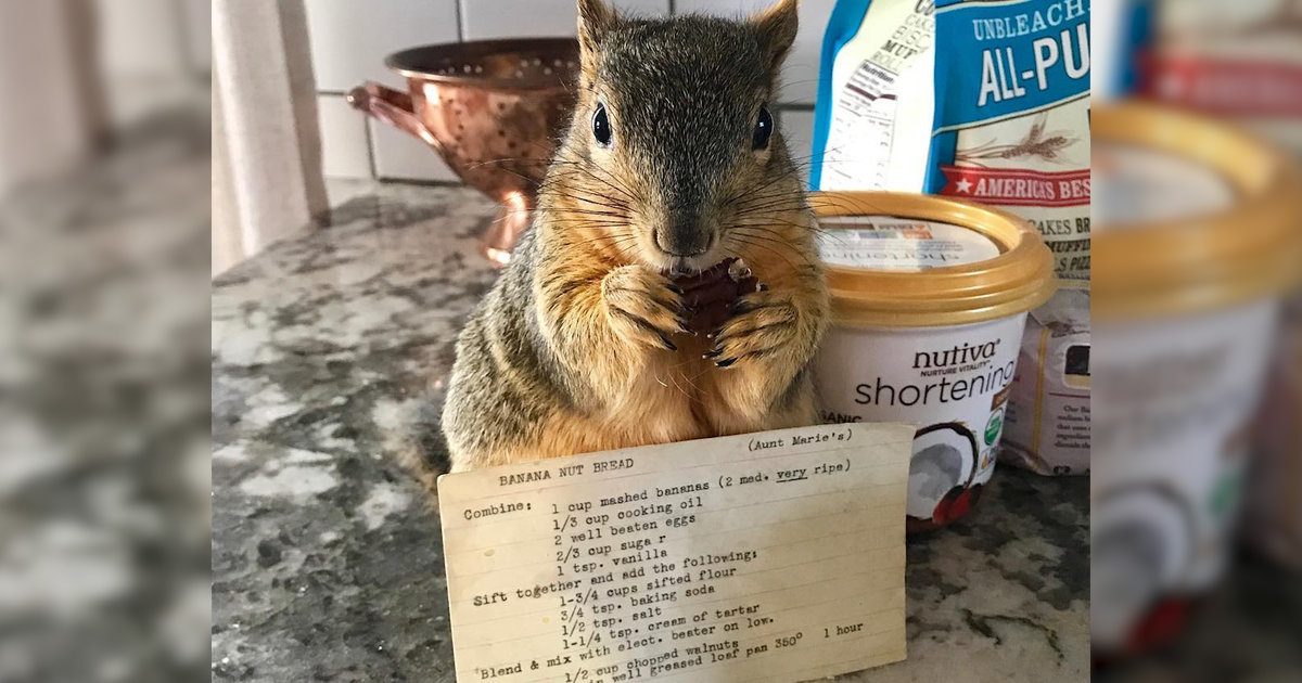 Woman Rescues A Baby Squirrel — Then Becomes A Complete ...