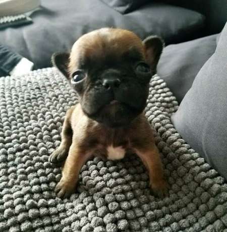 French Bulldog Puppy Was Dumped By Breeder For Being Too Small