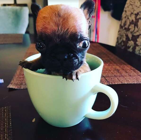 french bulldog puppy breeder cleft palate