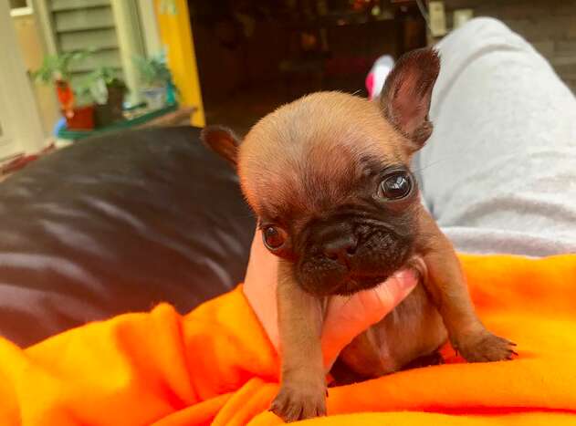 french bulldog cleft palate rescue