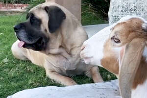 Massive Dog Adopts Special Needs Goat 