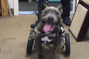 Pit Bull Puppy Is THRILLED To Run For The First Time