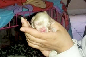 Newborn Albino Puppy Shows His Mom He's A SURVIVOR