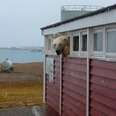 Polar bear peeking out of hotel room in Norway