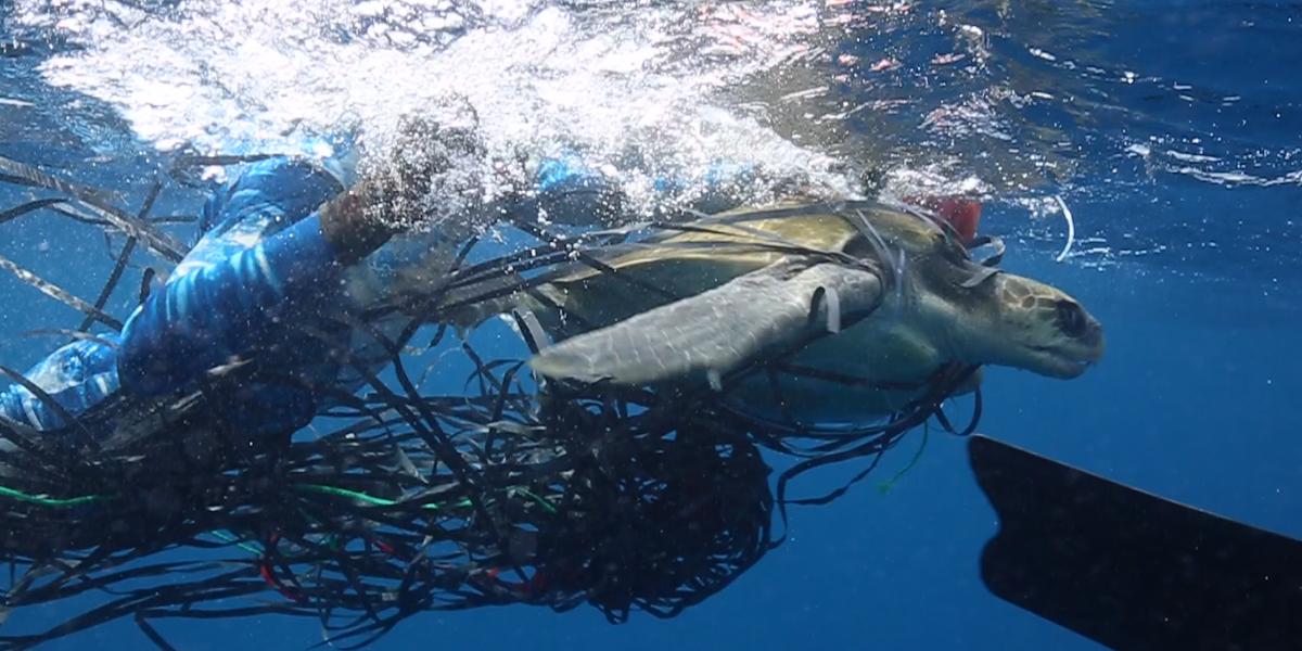 Divers Work To Free Sea Turtle Wrapped In Trash - Videos - The Dodo