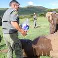 Baby Elephant Stays With His Injured Friend