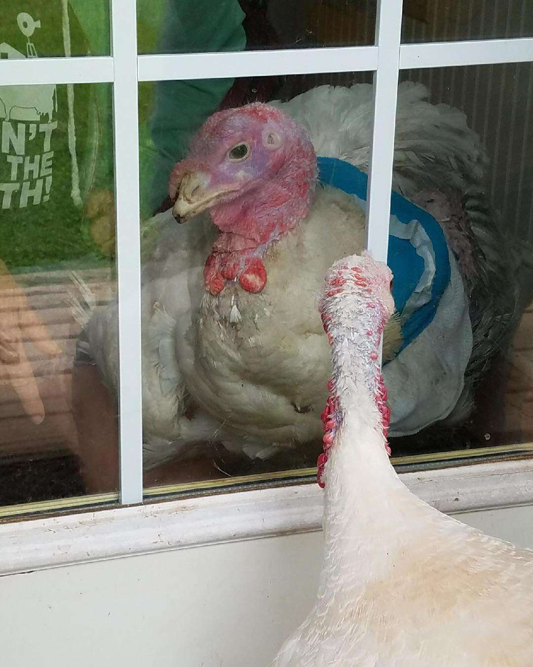 Injured Turkey Finds Love After Falling Off Slaughterhouse Truck - The Dodo