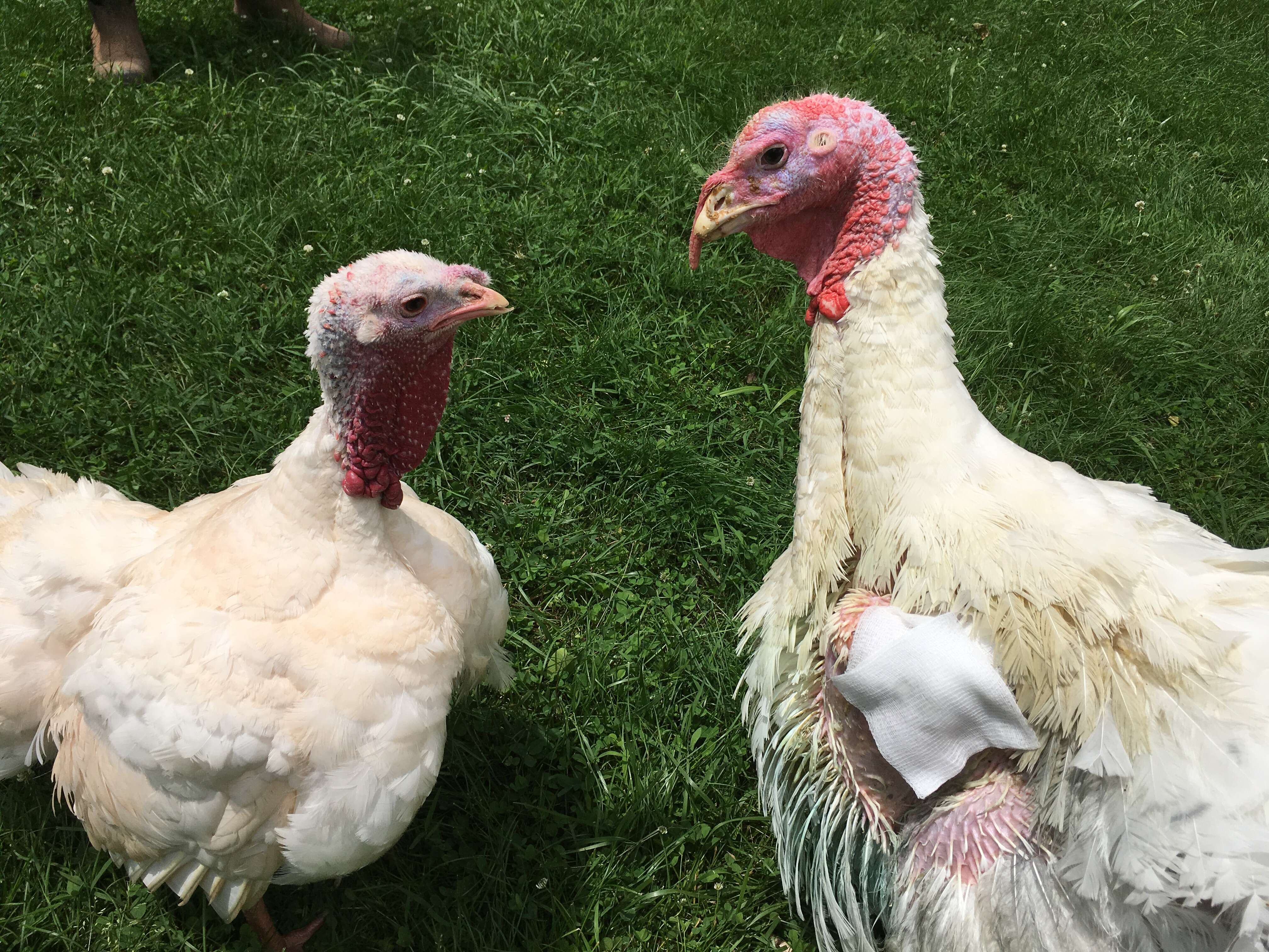 Ivan the turkey who fell from a slaughterhouse truck meets new girlfriend