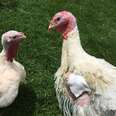 Turkey who lost his wing finds true love at sanctuary