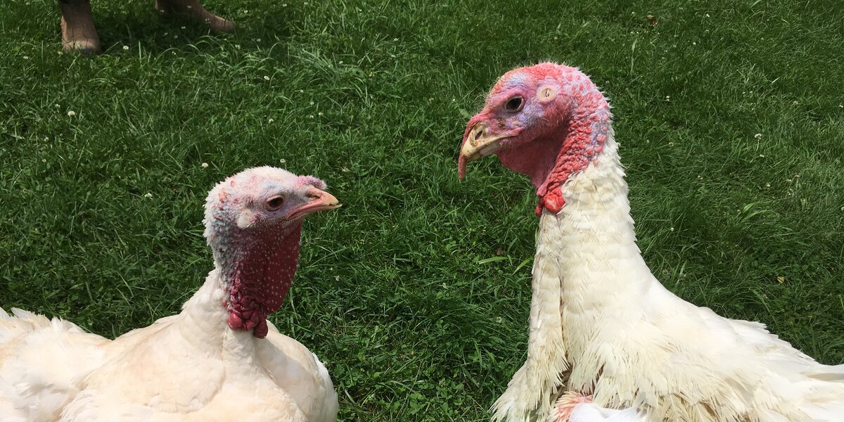 Injured Turkey Finds Love After Falling Off Slaughterhouse Truck - The Dodo