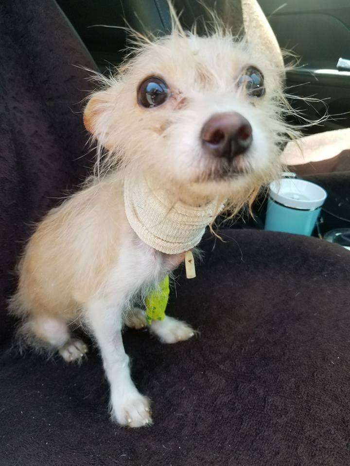 dog tied up under sink 