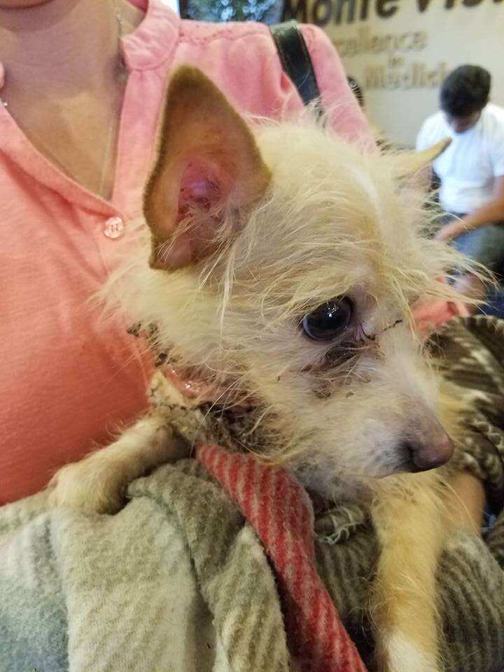 dog tied to bathroom sink