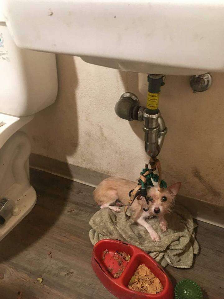 dog tied to bathroom sink