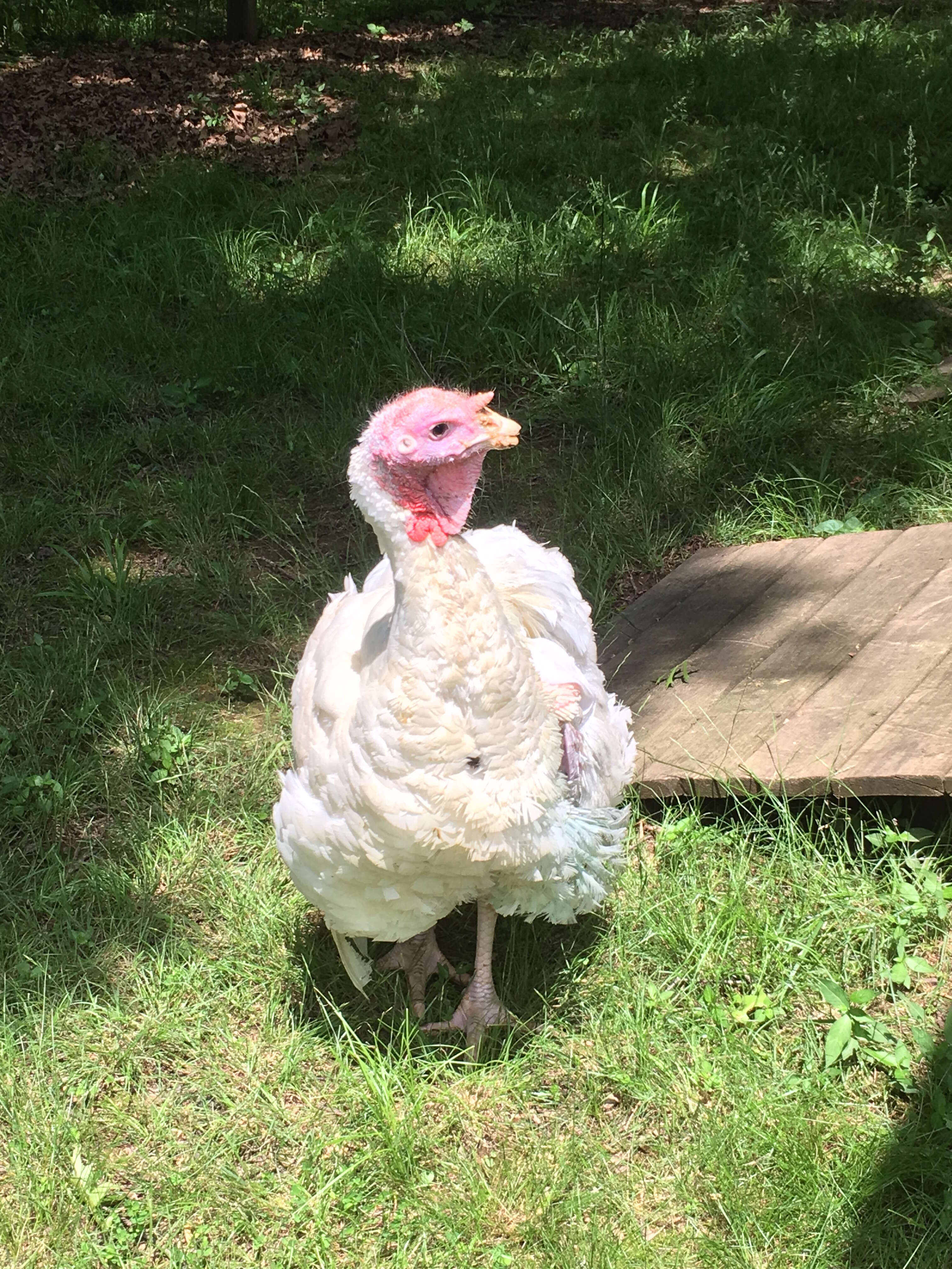 Ivan the turkey who fell from a slaughterhouse truck in Maryland