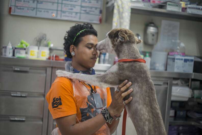 Husky being treated for mange licking rescuer