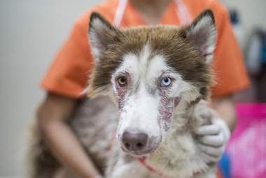 Dog with bad case of mange