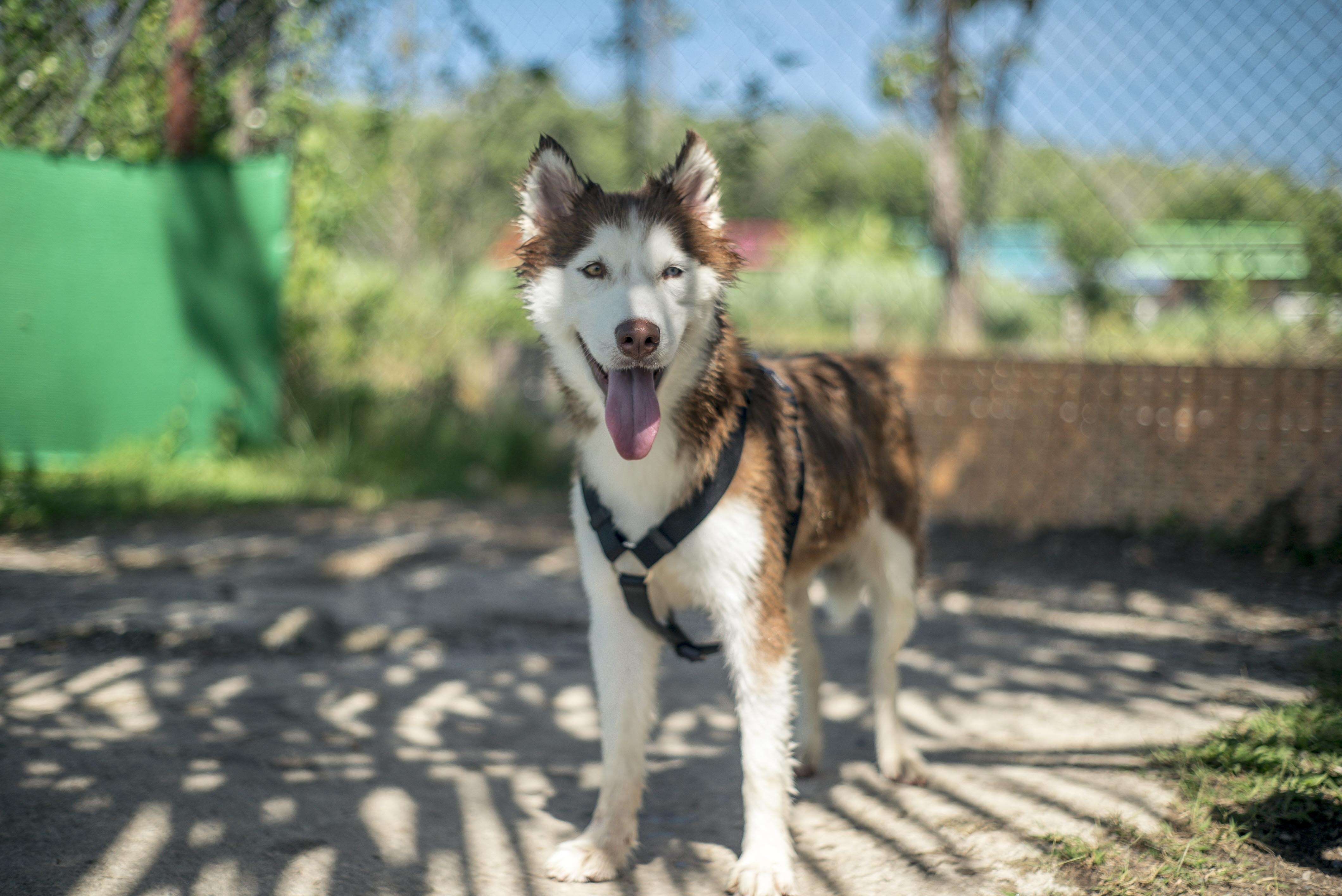 Rescued husky smiling in play yard