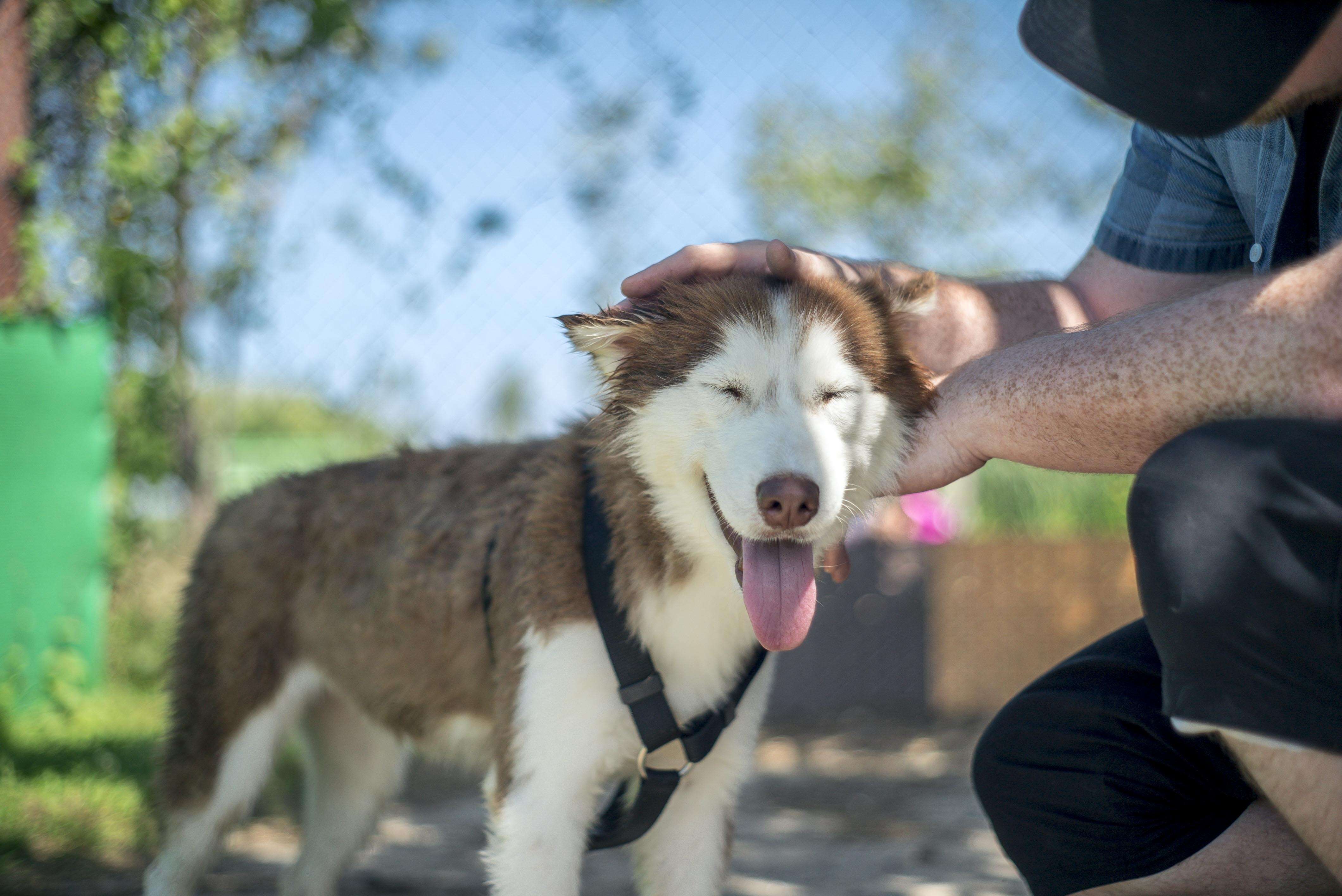 Man petting smiling husky