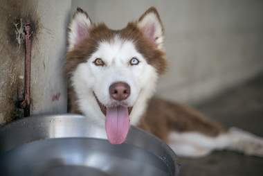Husky smiling in kennel