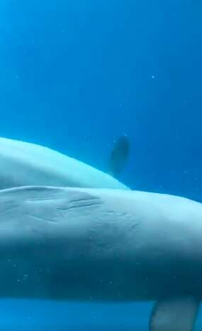 The rake marks on the beluga whale's body