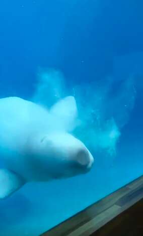 Beluga whale hitting his head against the tank