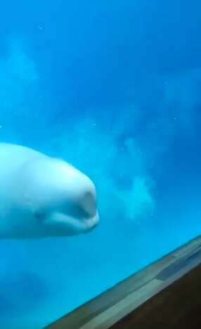 Beluga whale regurgitating food inside tank