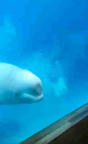 Stressed Beluga Whale Throws Up At Canadian Marine Park - The Dodo