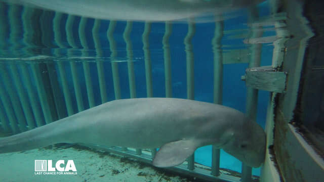 Sickly beluga whale inside tank