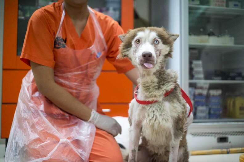 Woman helping dog with mange