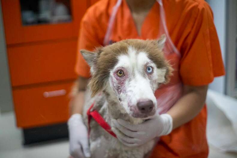 Husky with bad case of mange