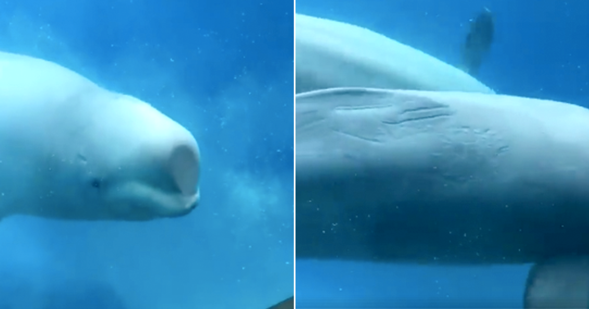 Does cat poop pose a problem for belugas? - Baleines en direct