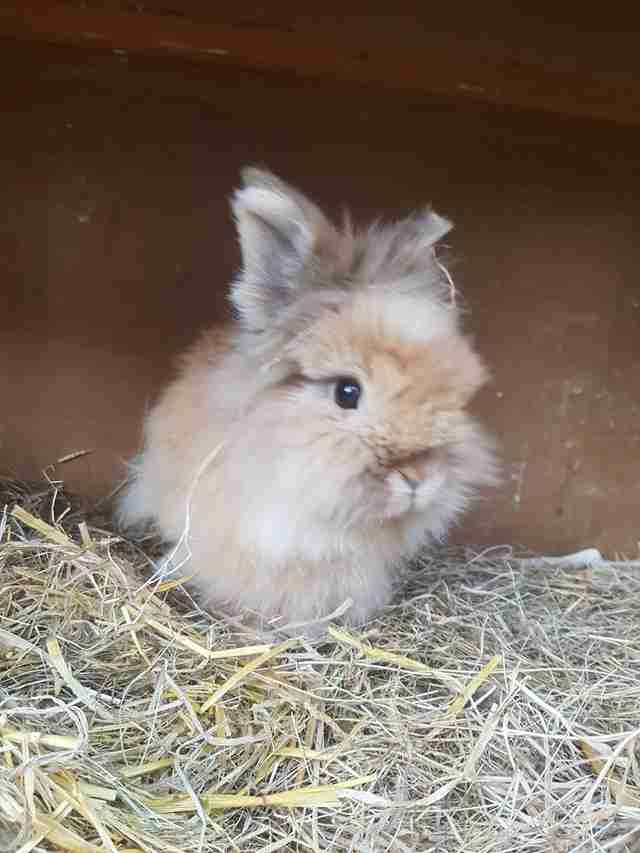Neglected Rabbit’s Teeth Were So Long She Couldn’t Even Eat - The Dodo