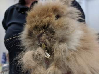 Neglected Rabbit’s Teeth Were So Long She Couldn’t Even Eat - The Dodo