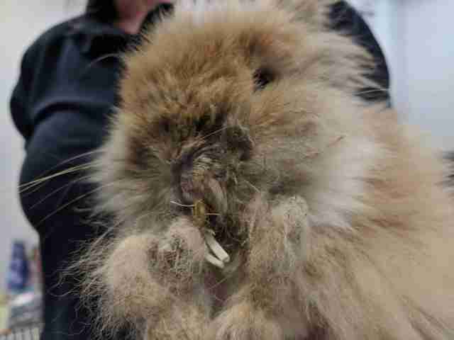 Long Teeth Rabbit Neglected Rabbit’s Teeth Were So Long She Couldn’t Even Eat - The Dodo