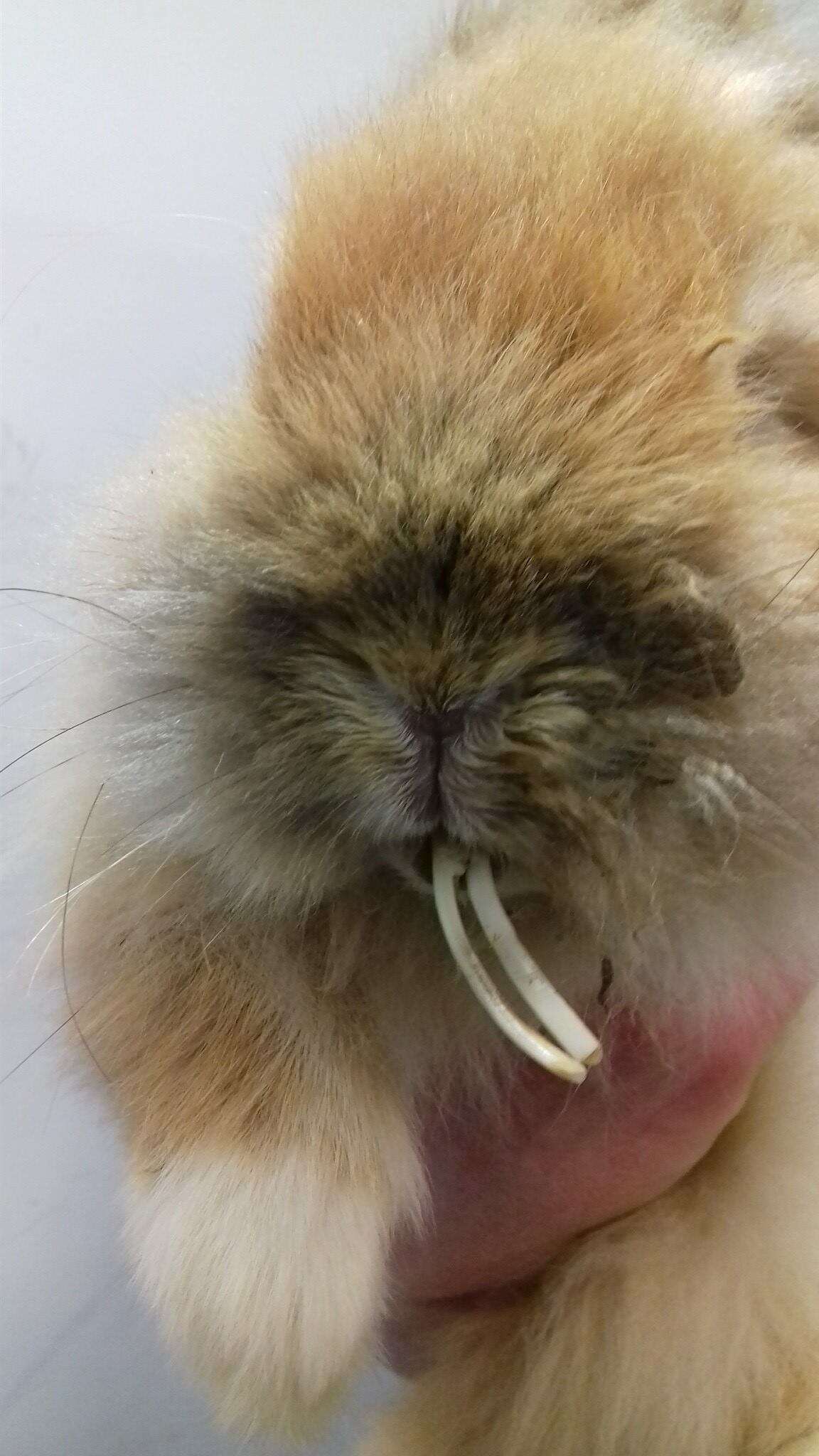 Neglected Rabbit’s Teeth Were So Long She Couldn’t Even Eat - The Dodo
