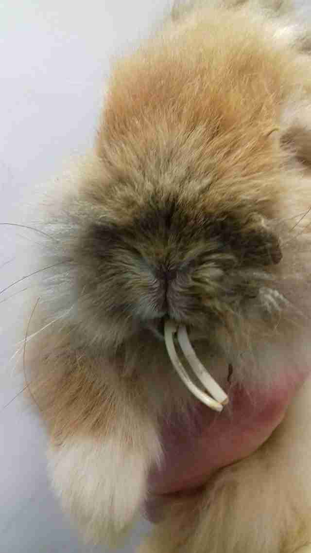 Rabbit teeth Neglected Rabbitâs Teeth Were So Long She Couldnât Even Eat - The Dodo