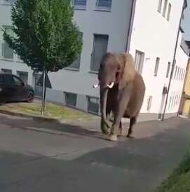 Circus elephant wandering through German town