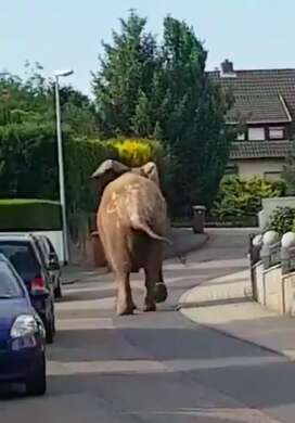 African elephant wandering through town in Germany