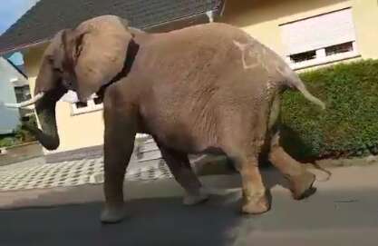 Circus elephant wandering through German town