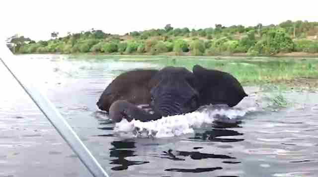 遊非洲大象充滿遊客的船