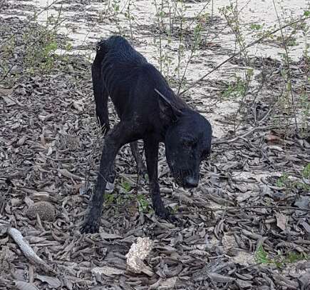 abandoned dog amazon