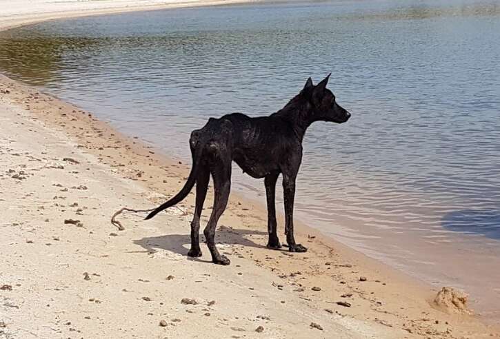 dog abandoned beach amazon