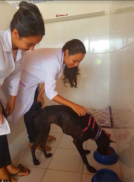 amazon dog rescue negrita